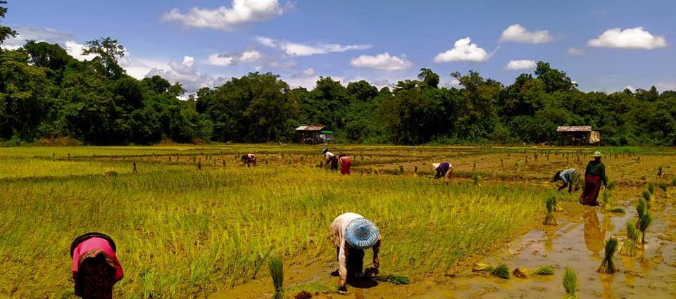 စစ်ကိုင်းတိုင်းဒေသကြီးအထက်ပိုင်း ဟုမ္မလင်းဒေသမှာ သင်္ကြန်ကာလအလွန် ဆန်ဈေးတွေ ပြန်လည်မြင့်တက်လာနေ